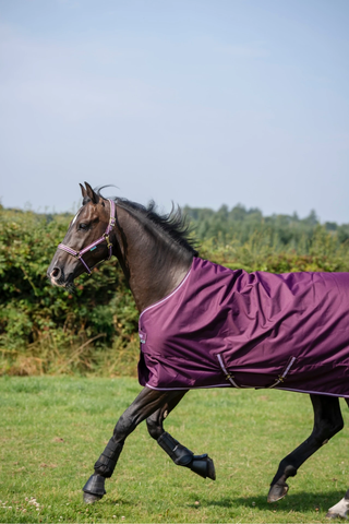 Bucas freedom turnout light, shettis