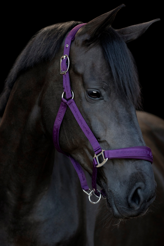 HorseGuard Diya lilla grime 2.0